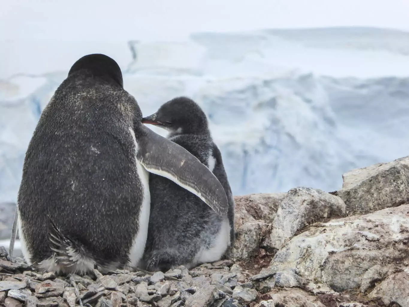 Antarctica-Penguins