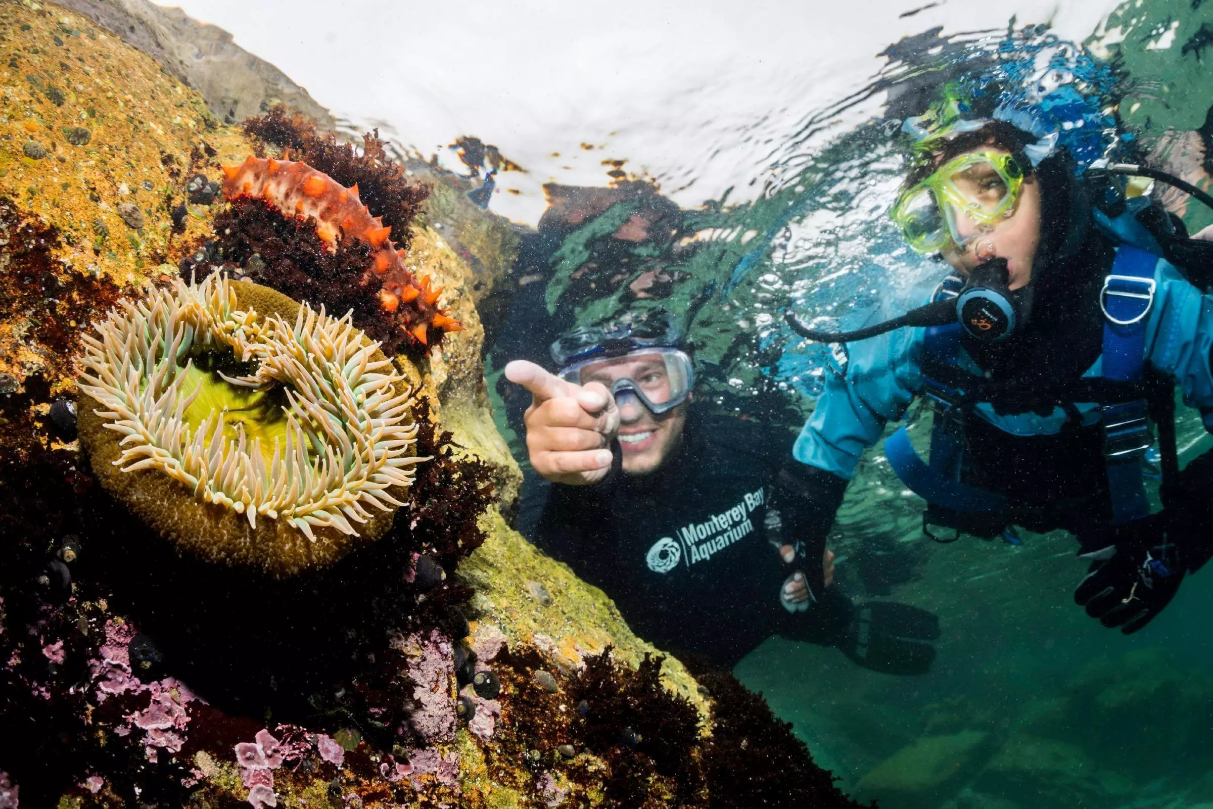 Discovering-the-Underwater-World-at-Monterey-Bay-Aquarium