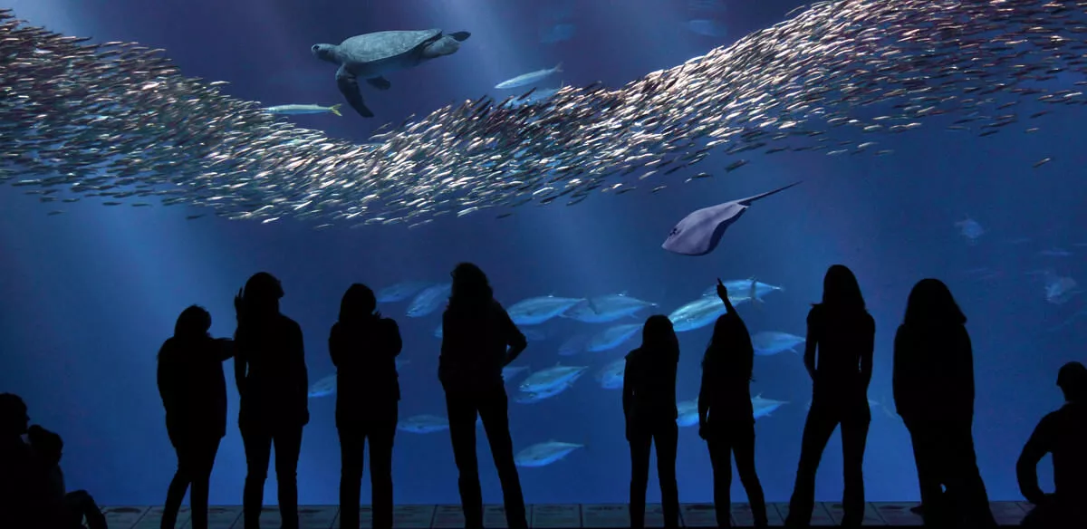 Underwater World at Monterey Bay Aquarium