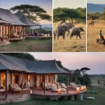 Luxury Safari Tours