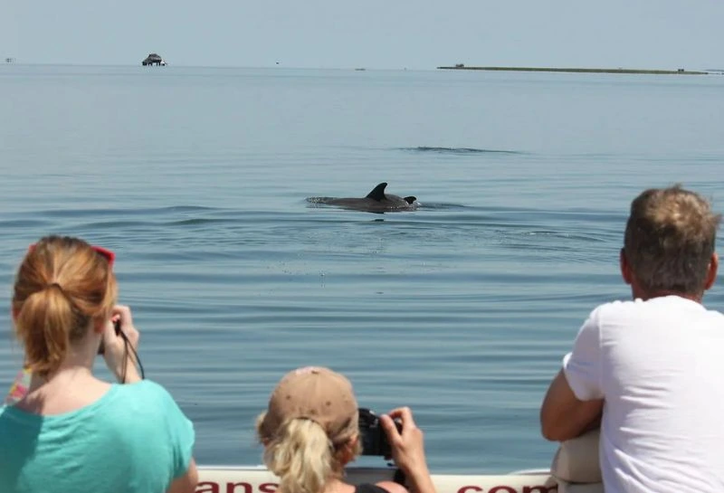 Chincoteague wildlife tours 