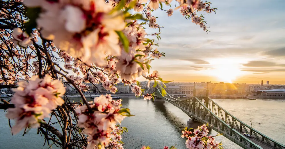 A Blooming Budapest Awakens A Blooming Budapest Awakens